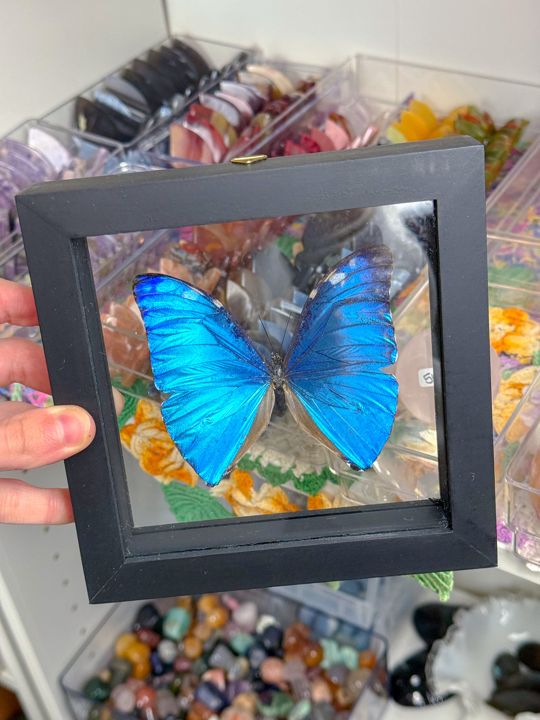 Framed Butterfly