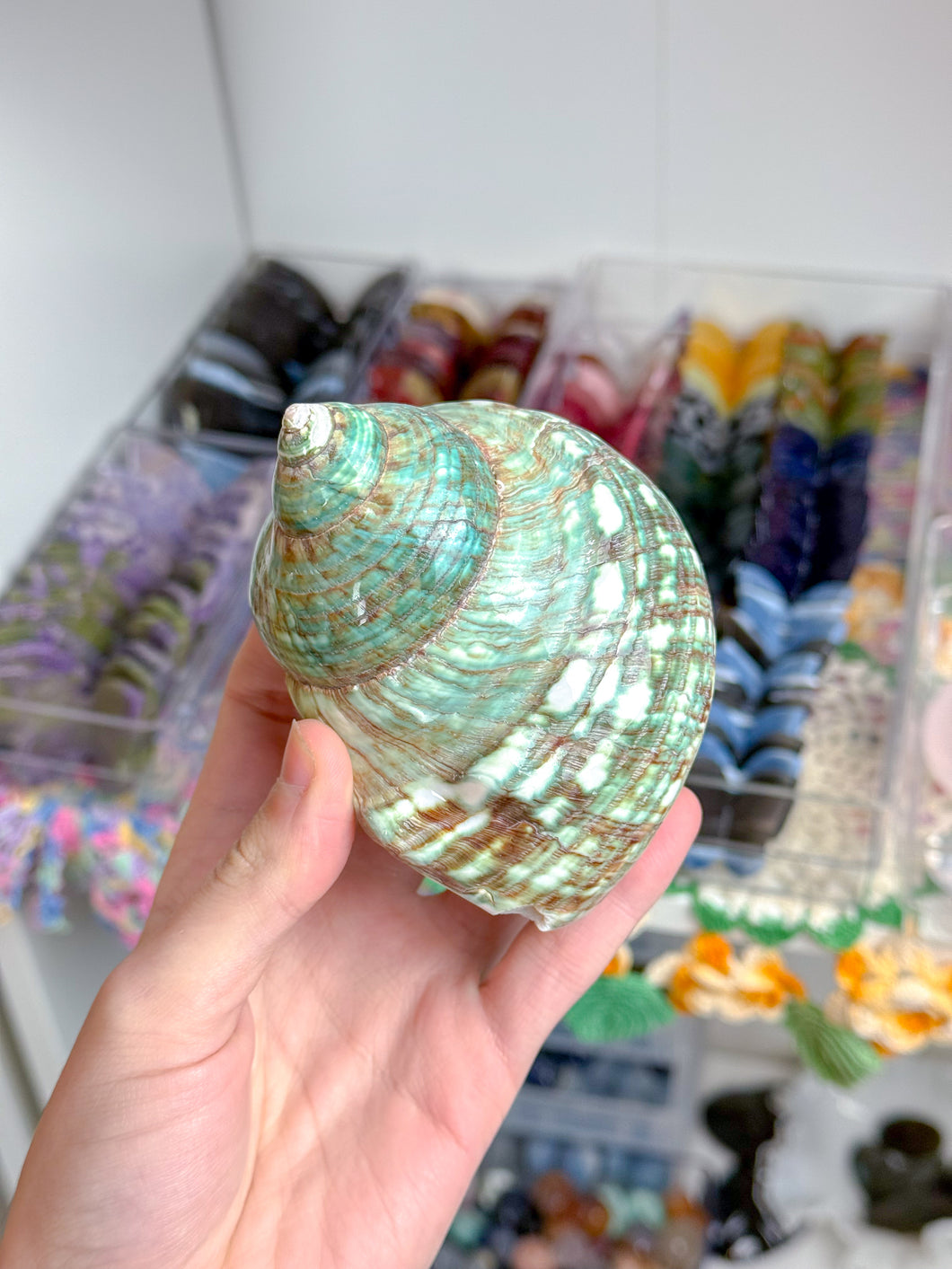 Blue/Green Turbo Shell (Slightly Damaged Marked Down)