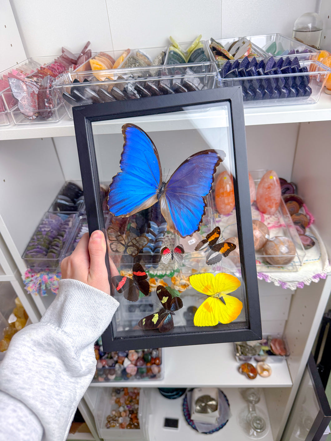 Framed Butterflies