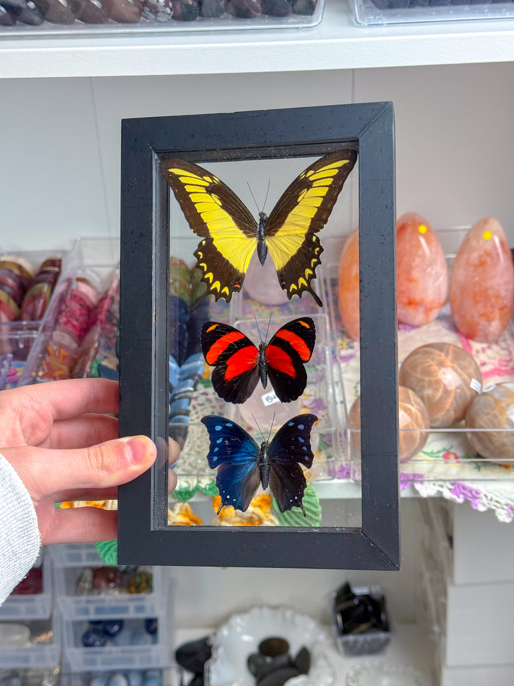 Framed Butterflies