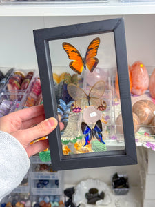 Framed Butterflies