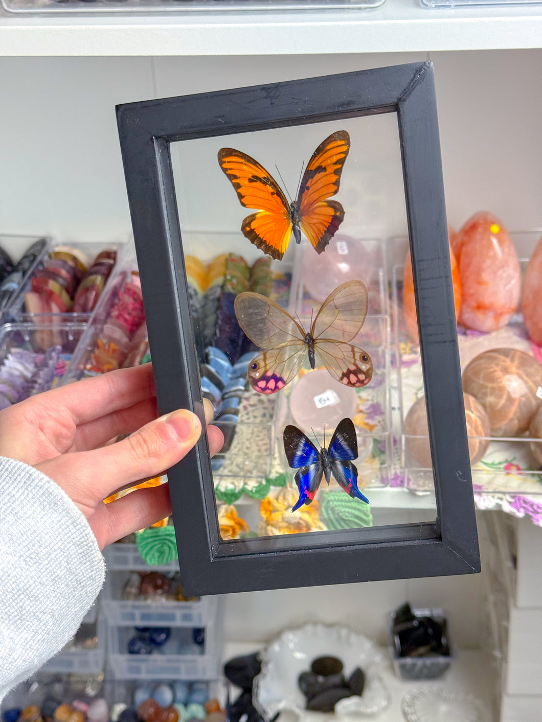 Framed Butterflies