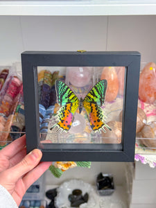 Framed Butterfly