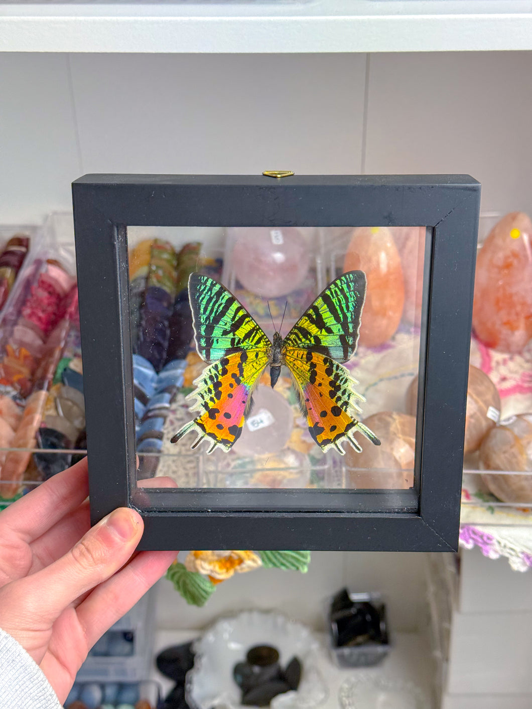 Framed Butterfly