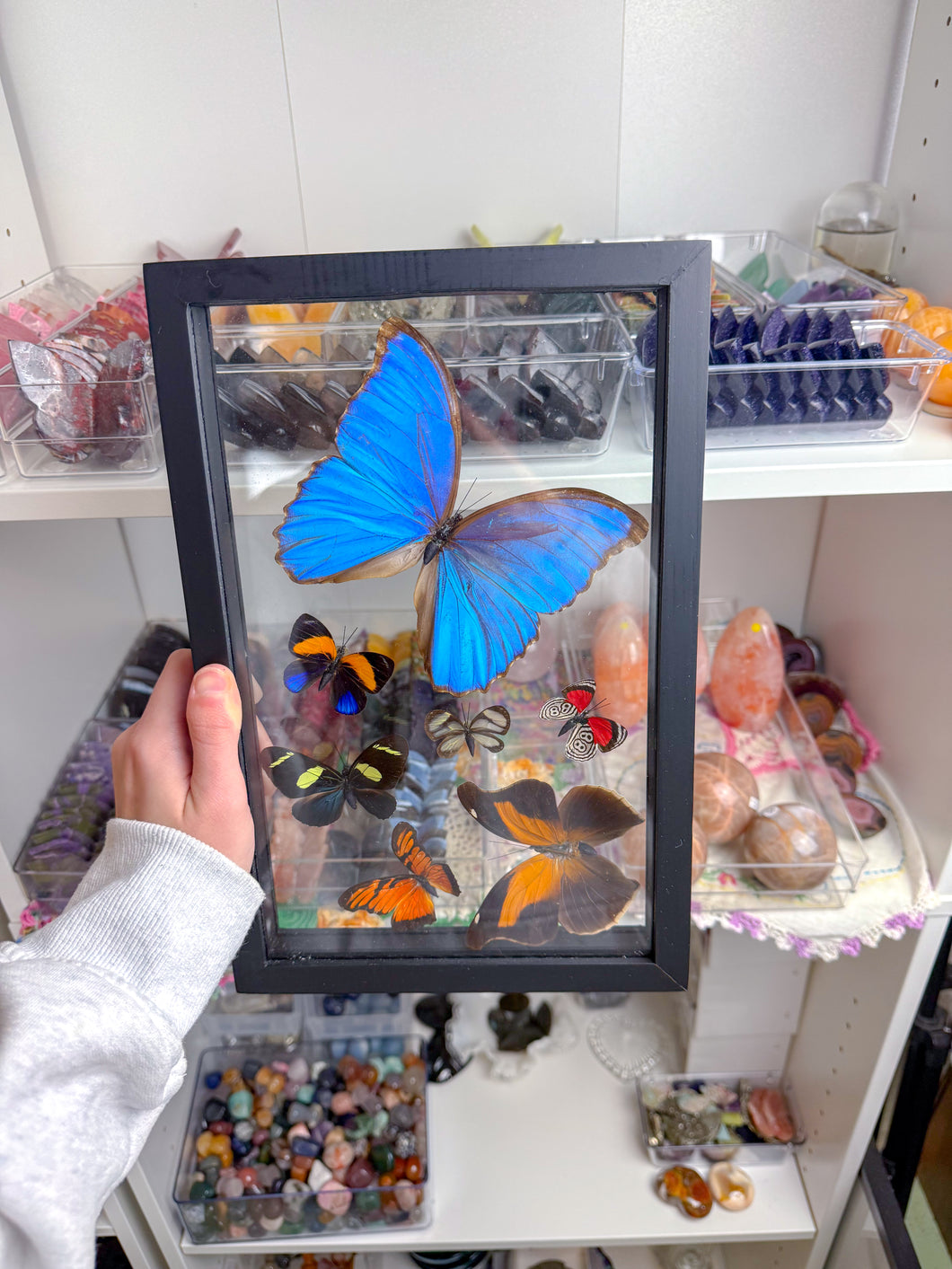 Framed Butterflies