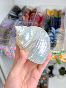 Iridescent Turbo Shells