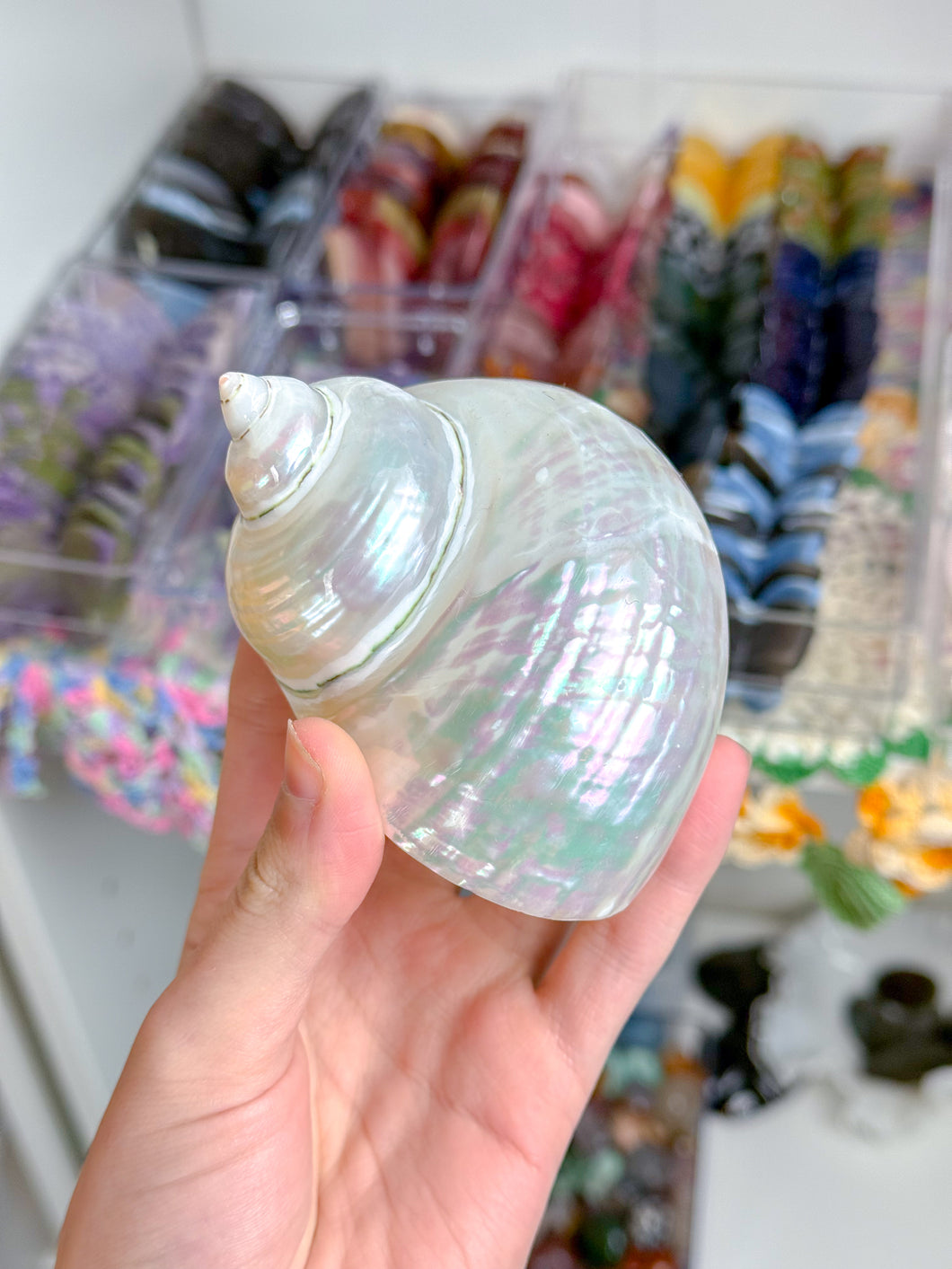 Iridescent Turbo Shells